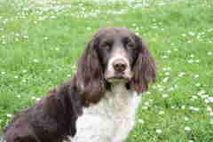 Ussy Vom hundegelaut